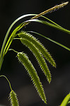 BB 10 0514 / Carex pseudocyperus / Dronningstarr